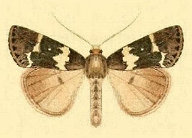 Borbotana nivifascia