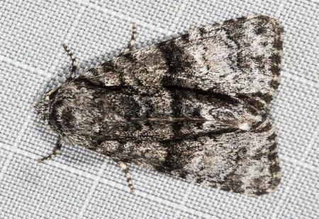 Cycloprora nodyna