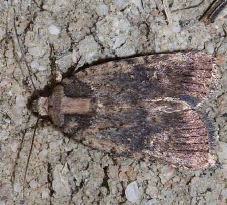 Proteuxoa nyctereutica