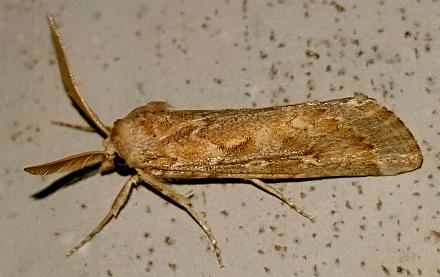Eremochroa paradesma