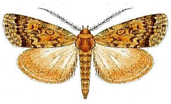 Eremochroa paradesma