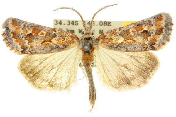 Eremochroa paradesma
