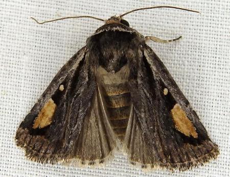 Proteuxoa passalota