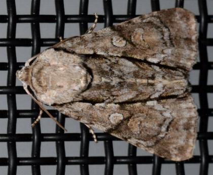 Turnerinycta phaeocosma