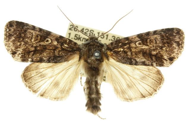 Turnerinycta phaeocosma