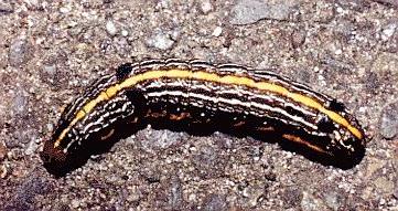 Spodoptera picta