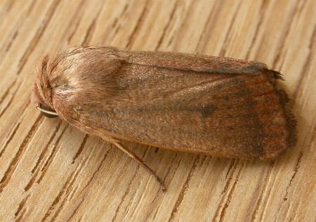 Proteuxoa porphyrescens