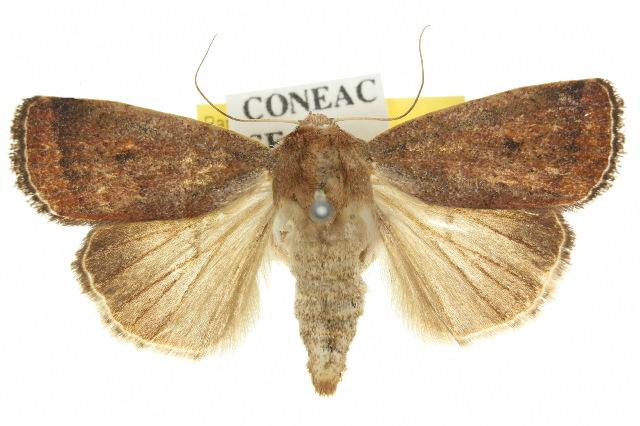 Proteuxoa porphyrescens