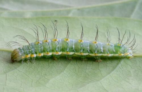 Acronicta psorallina