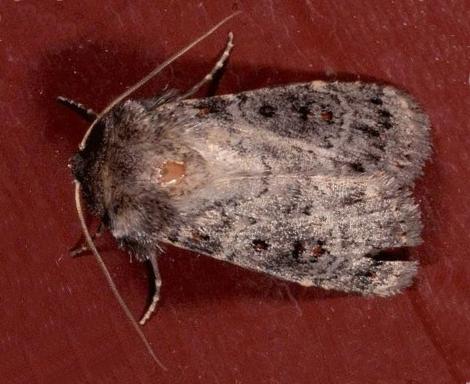Proteuxoa rubripuncta