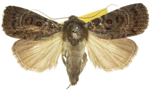 Proteuxoa rubripuncta