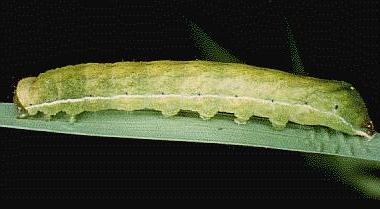 Neumichtis saliaris