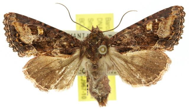 Neumichtis saliaris