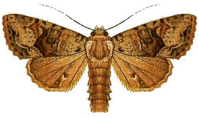 Neumichtis saliaris