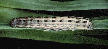 Proteuxoa sanguinipuncta