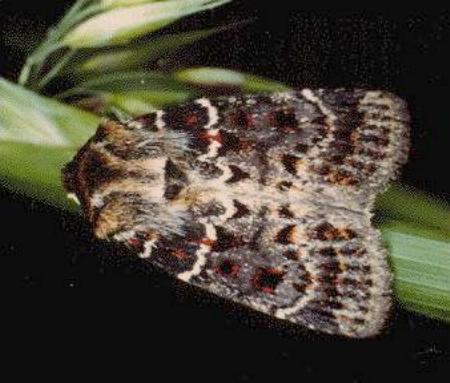 Proteuxoa sanguinipuncta