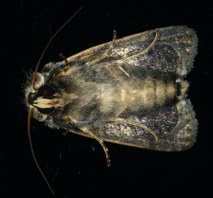 Proteuxoa sanguinipuncta