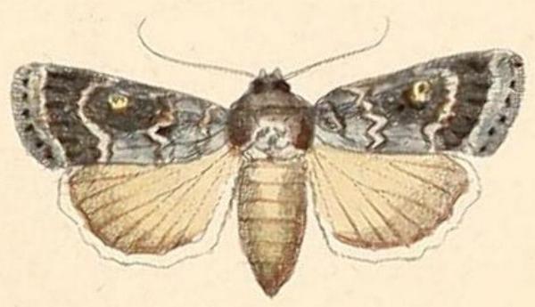Proteuxoa scotti