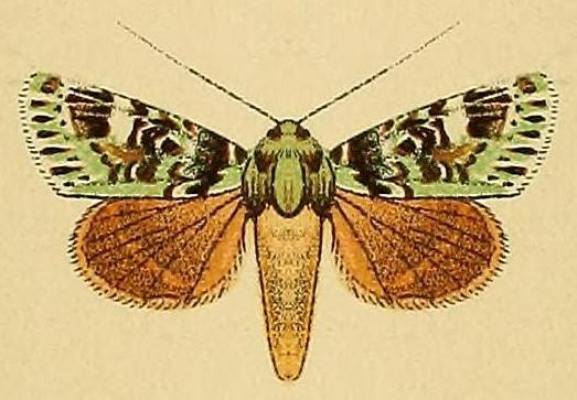 Pachythrix smaragdistis