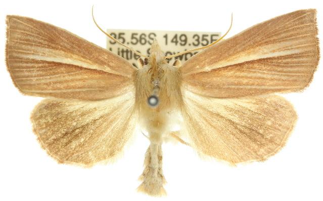 Lophocalama suffusa