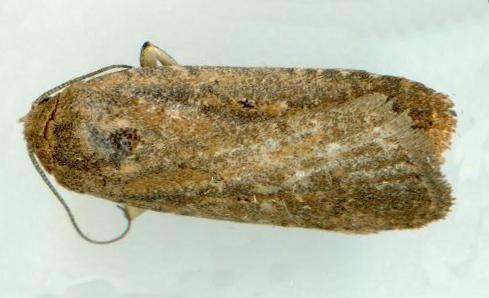 Athetis tenuis