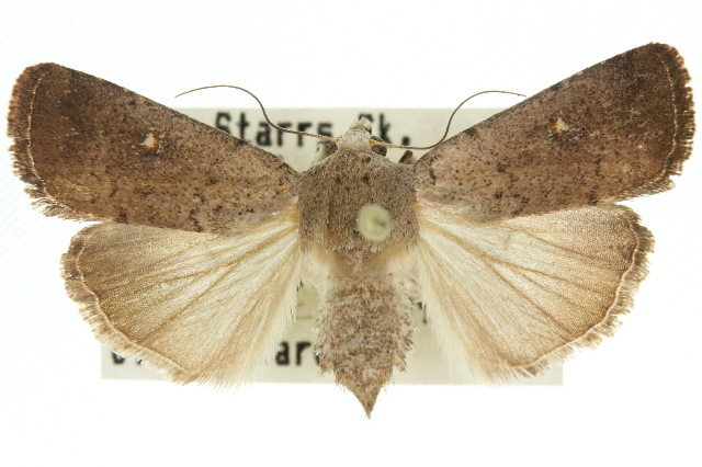 Proteuxoa tibiata