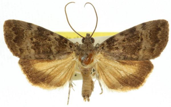 Aucha triphaenoides