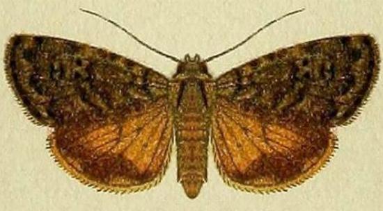 Aucha triphaenoides