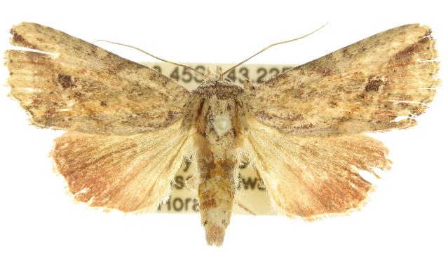 Bagada turpisoides