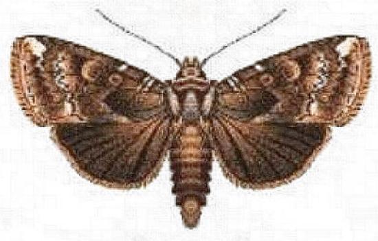 Syntheta xylitis