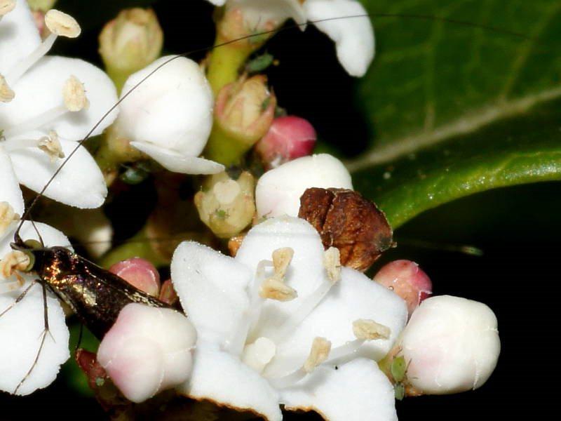 Nemophora laurella