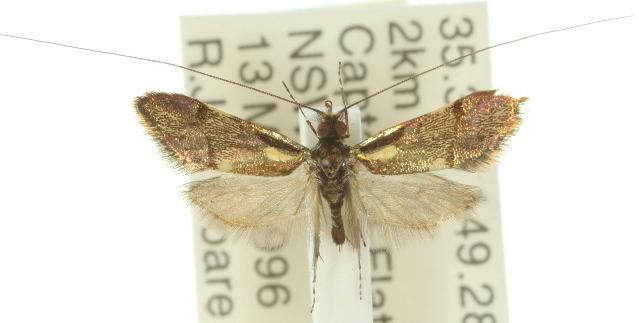 Nemophora laurella