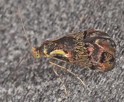 Nemophora panaeola