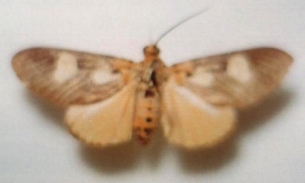 Asota australis