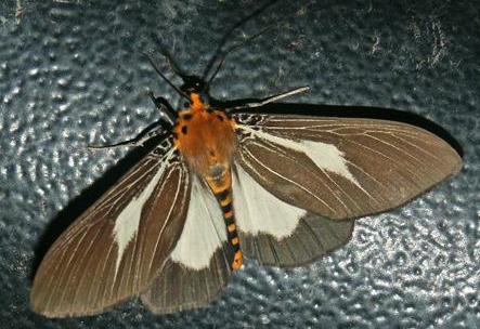 Asota heliconia