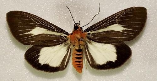 Asota heliconia underside