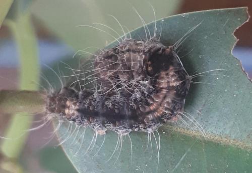 Asota iodamia