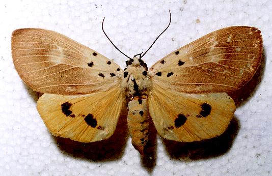 Asota iodamia