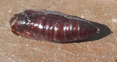 Asota iodamia