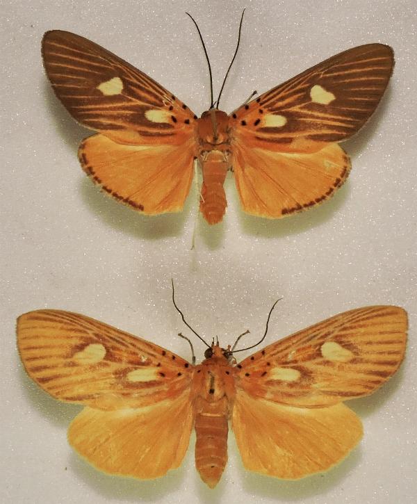 Asota orbona