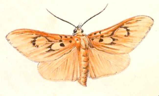 Asota orbona