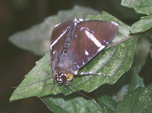 Argyrolepidia aequalis