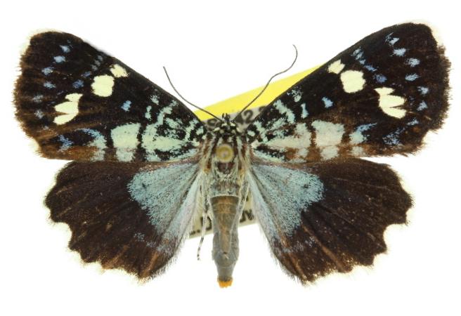 Idalima aethrias