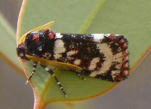 Cremnophora angasii