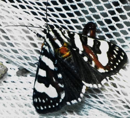 Periopta ardescens