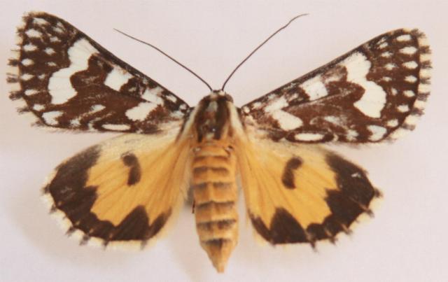 Ipanica cornigera