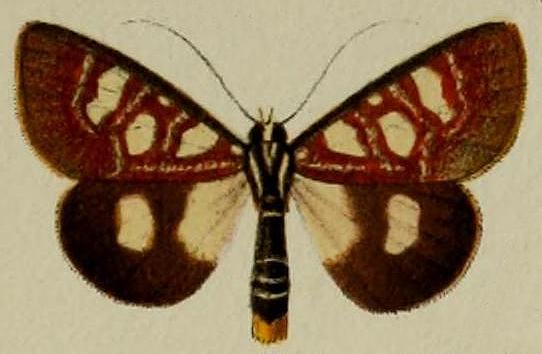 Mimeusemia econia