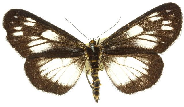 Cruria epicharita