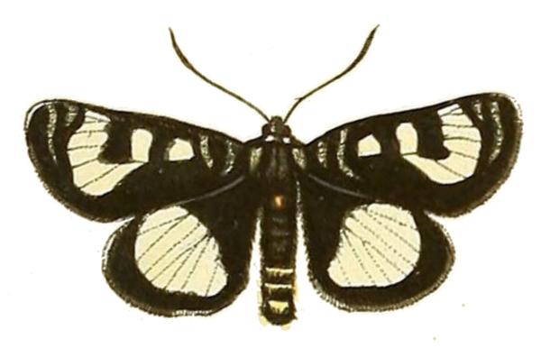 Agaristodes feisthamelii