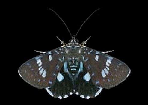 Argyrolepidia fractus